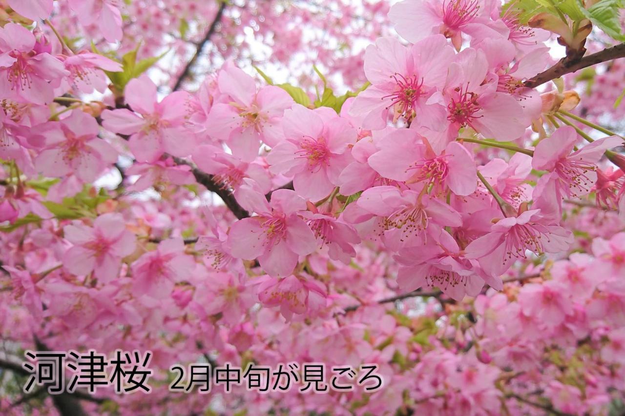 伊豆稲取テラス-寛道-